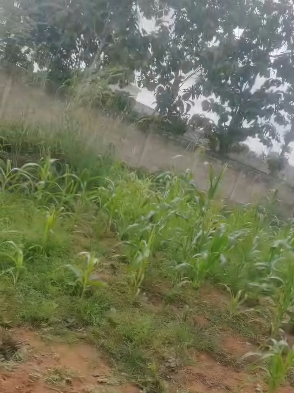 Terrain 1 lot en vente en angle de rue à Segbé – 25 millions FCFA