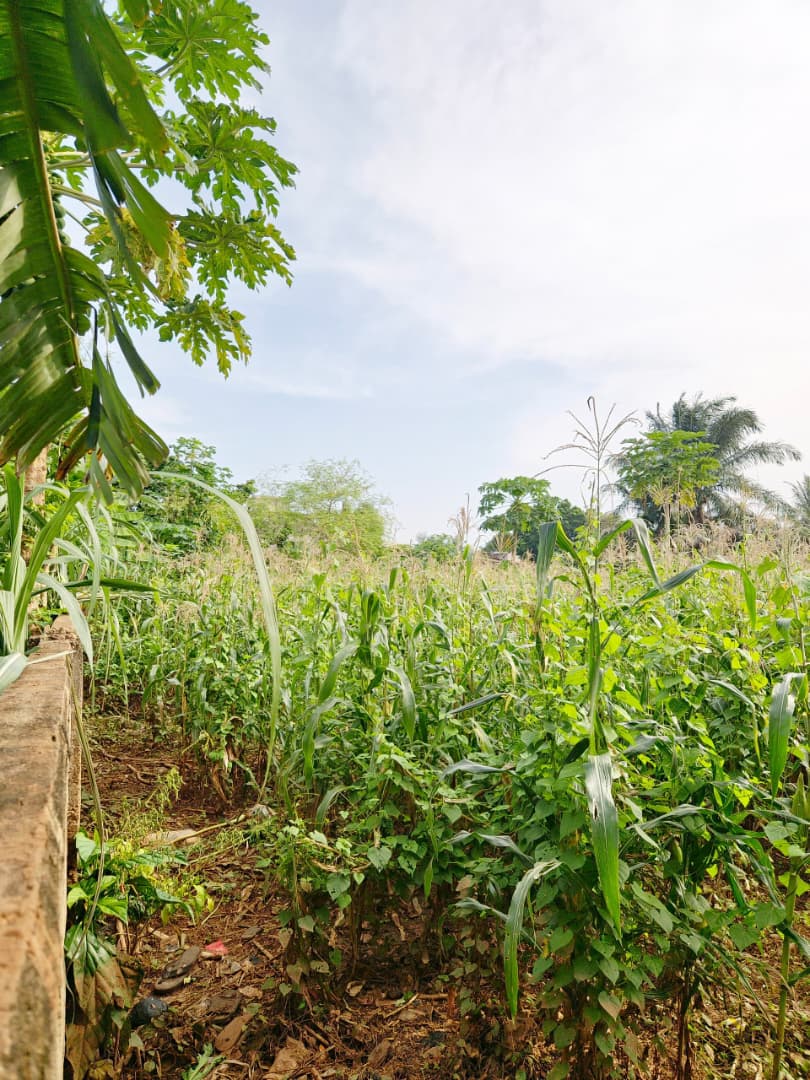 Terrain de 1200 m² en vente à Nanegbé – 20 millions FCFA